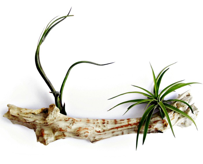 Log planters for tillandsias