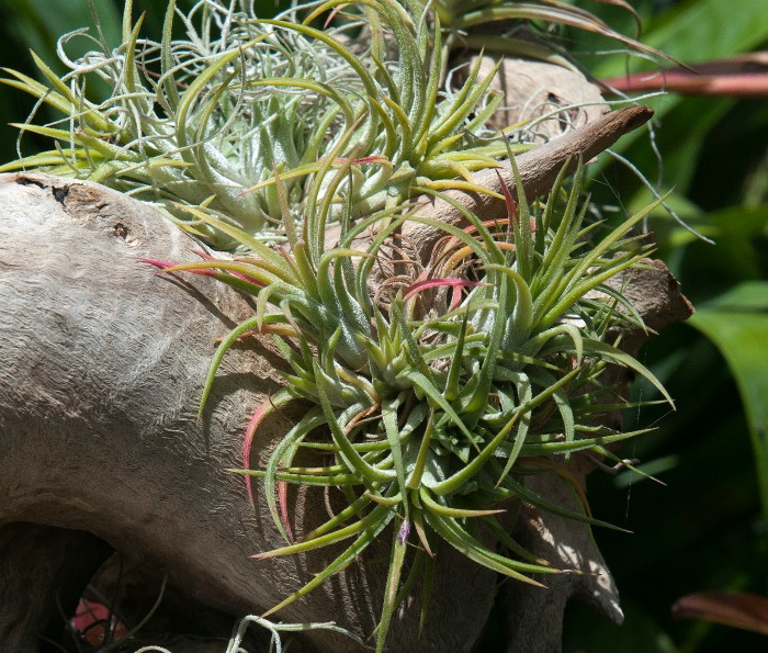 Air plants in driftwood log planters.