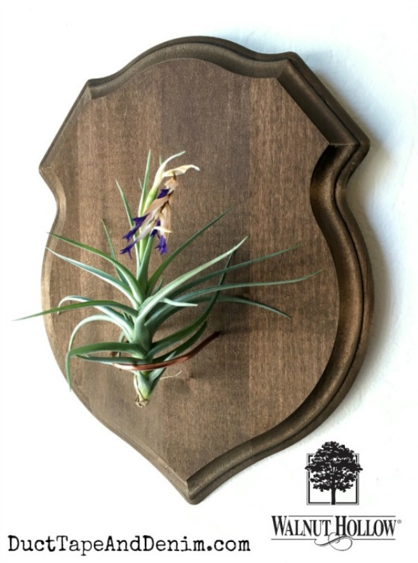 Shield air plant holder from walnuthollowcrafts.wordpress.com