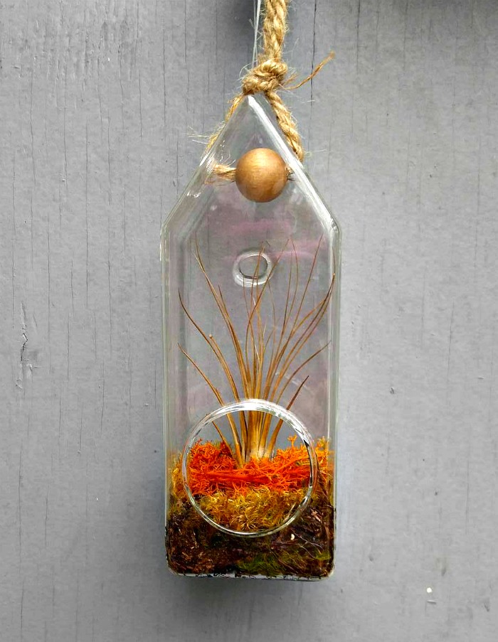 Glass bottle air plant holder