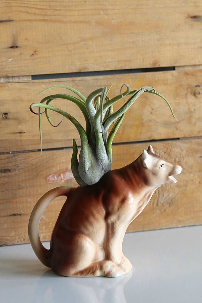 Cat planter for an air plant from houseofhawthornes.com