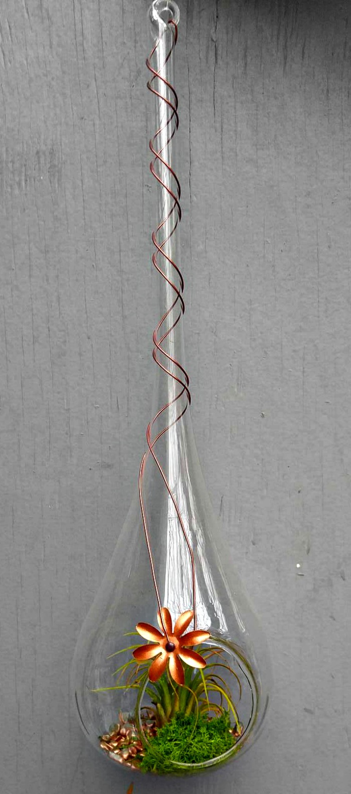 Elongated air plant holder