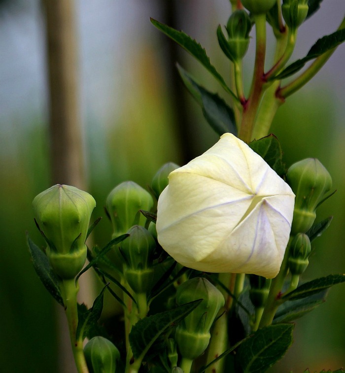 Balloon flowers take the shape of hot air balloons