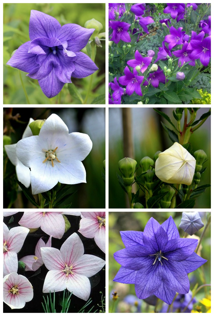 Balloon flowers come in blue, purple, pink and white and in both double and single varieties