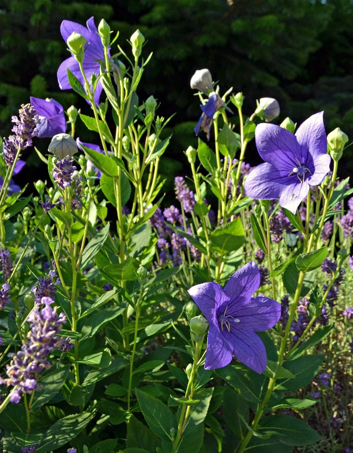 Balloon flower has a clumping habit