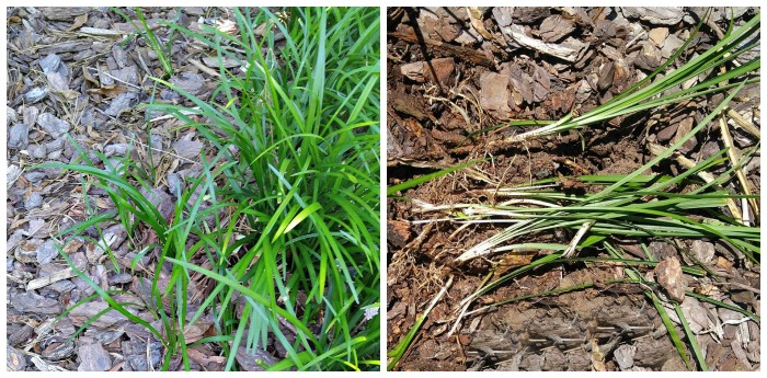 pulling monkey grass