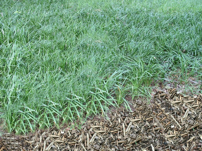 Ground cover of monkey grass