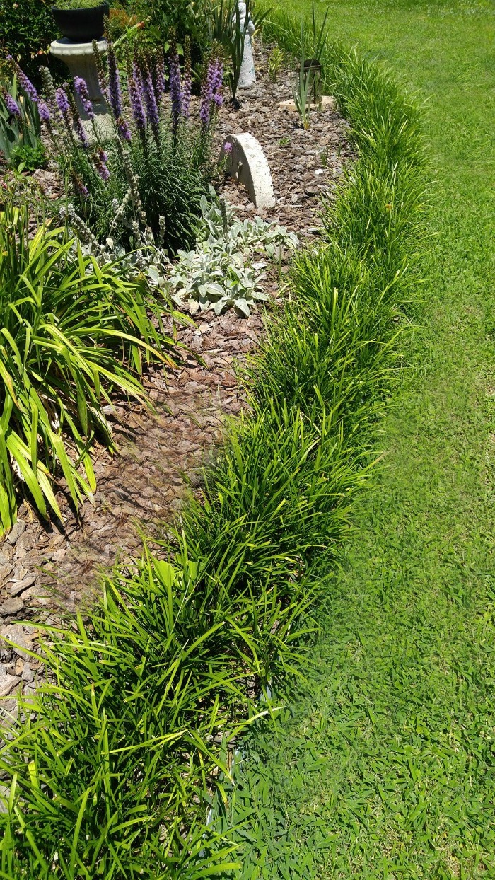 Monkey grass border