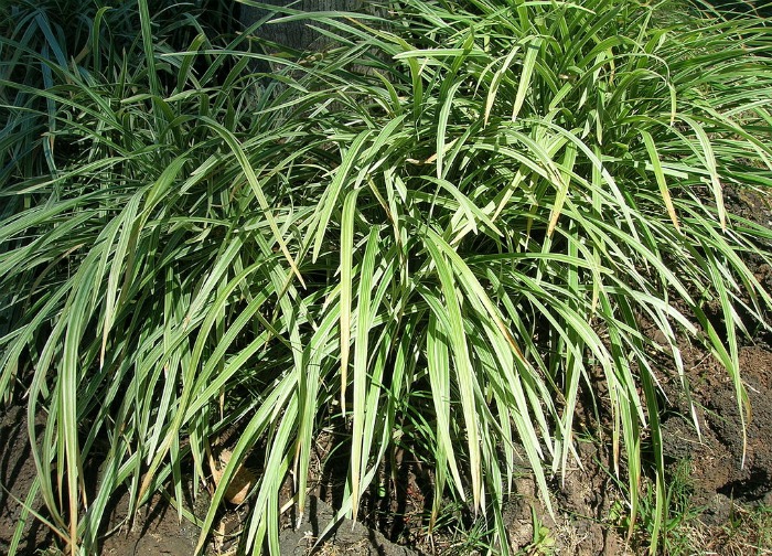 Liriope Spicata