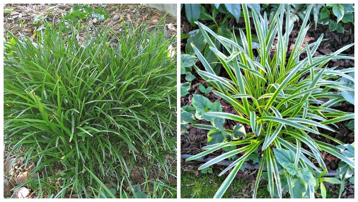 Liriope muscari is easier to contrrol