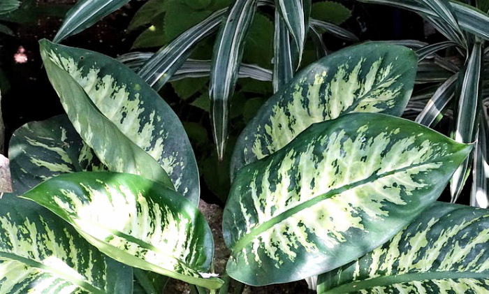 dieffenbachia leaves