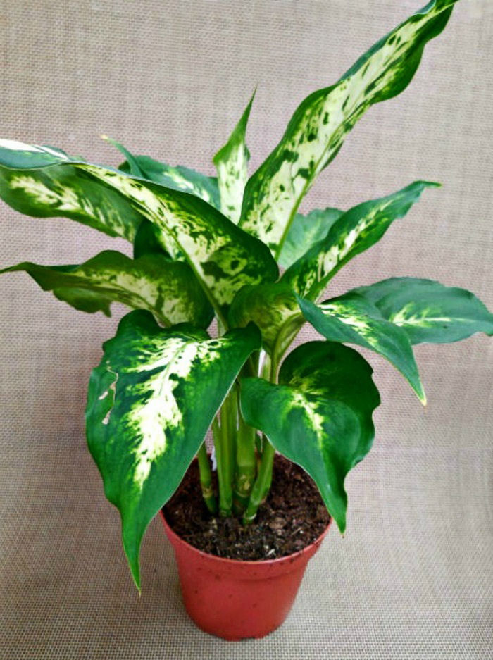 dieffenbachia plant