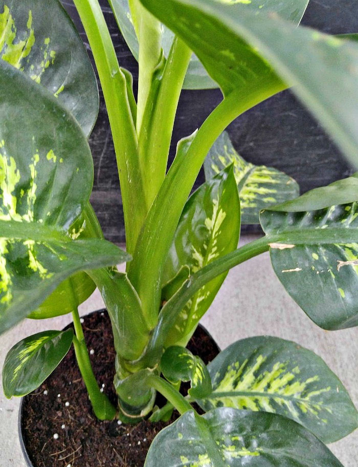 Stem and leaves of dieffenbachia