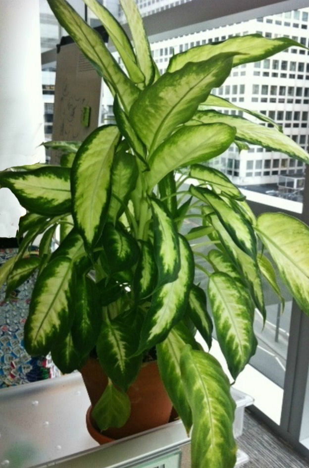 Dieffenbachia office plant