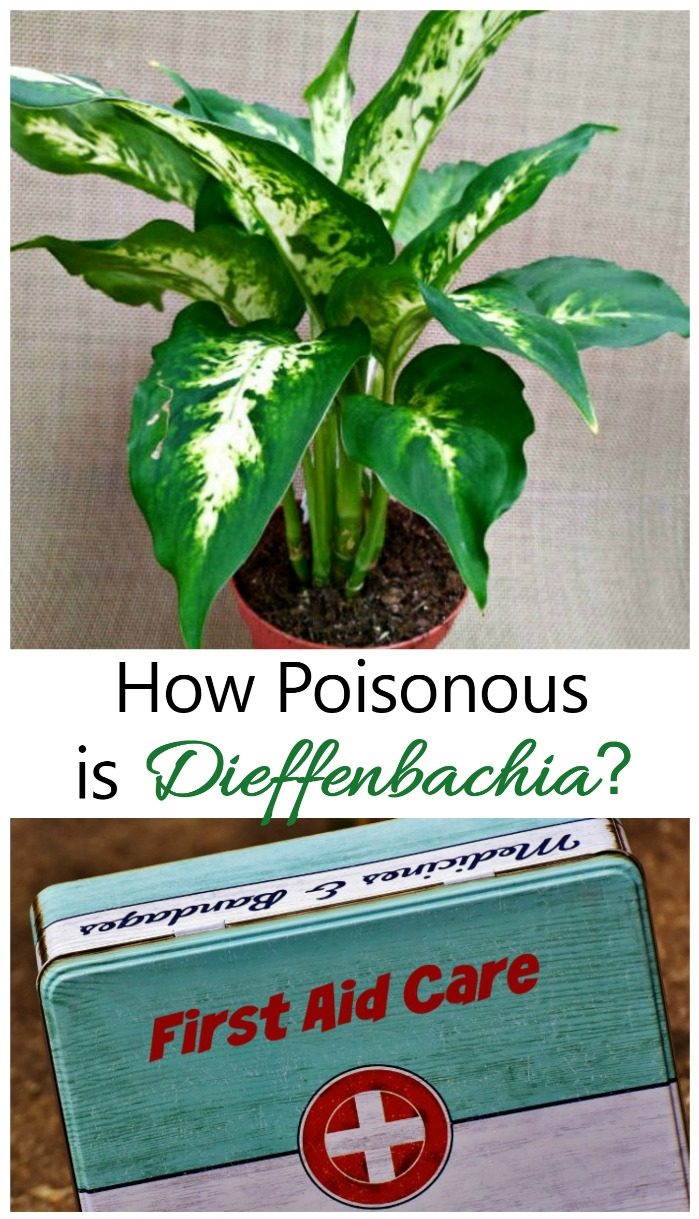 Dieffenbachia is a very popular houseplant. It is also poisonous to children and pets. See how toxic the plant , symptoms and remedies.