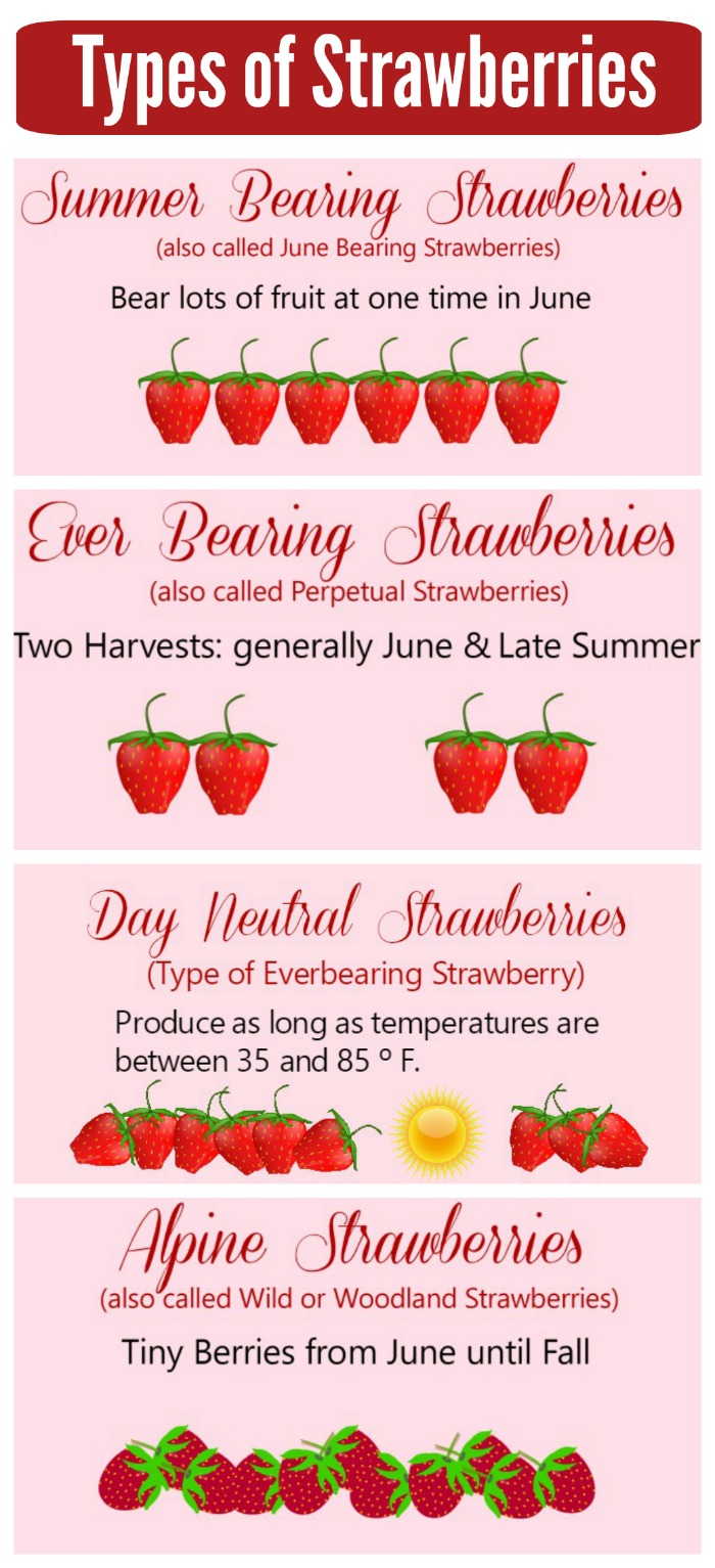 Types of Strawberry Plants