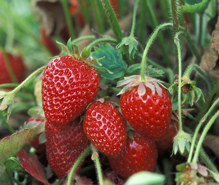 cascading strawberry flowers