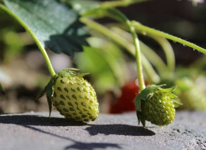 seeds on the outside of strawberries