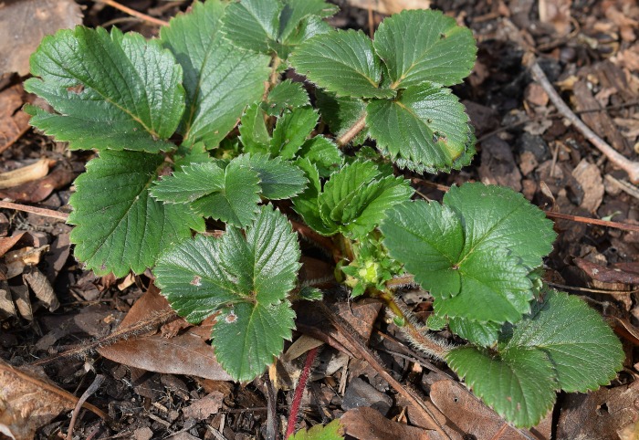 strawberry runner