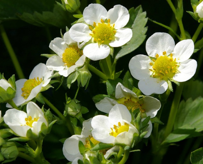 strawberry flowers