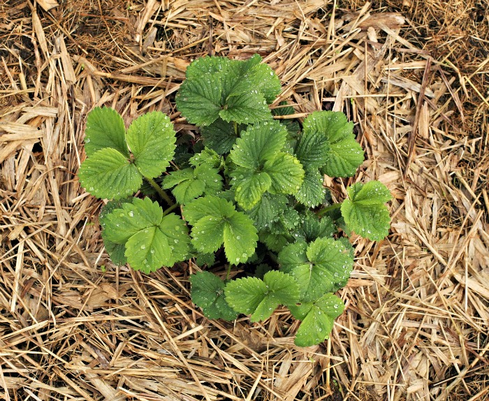 Strawberry plant with straw mulch