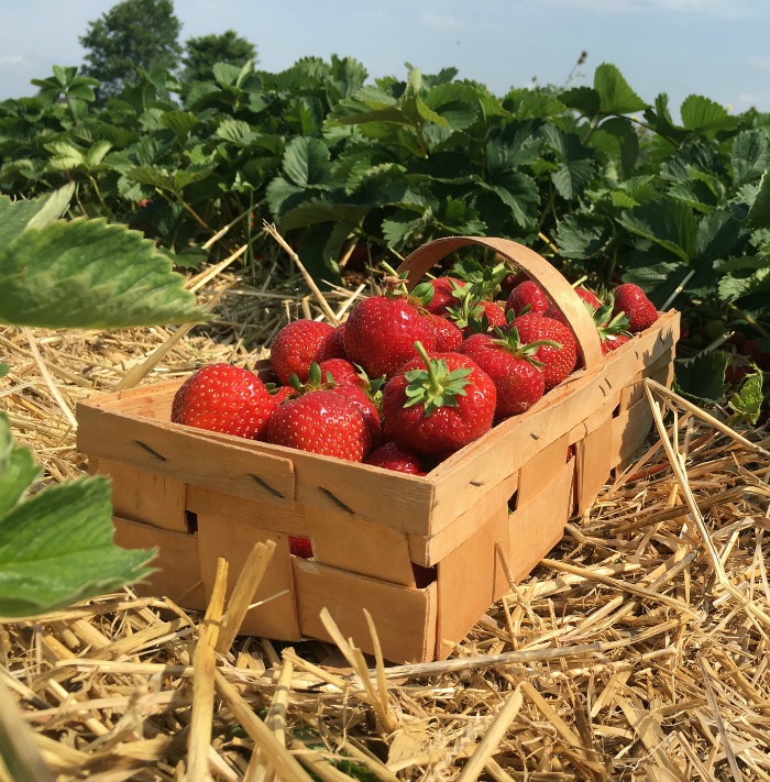 Basket of strawberries