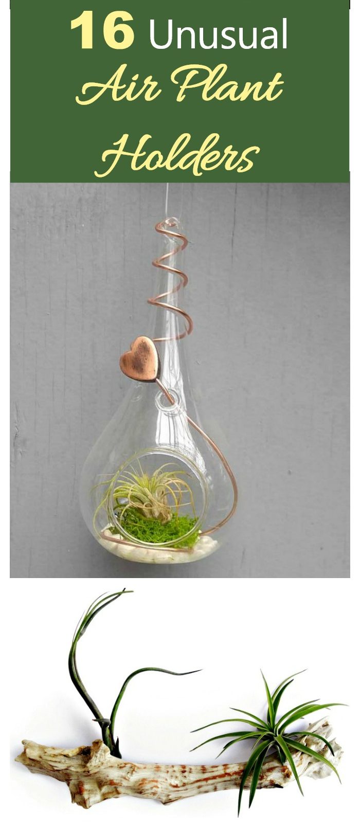 These unusual air plant holders are the perfect way to display your collection of tillandsia.