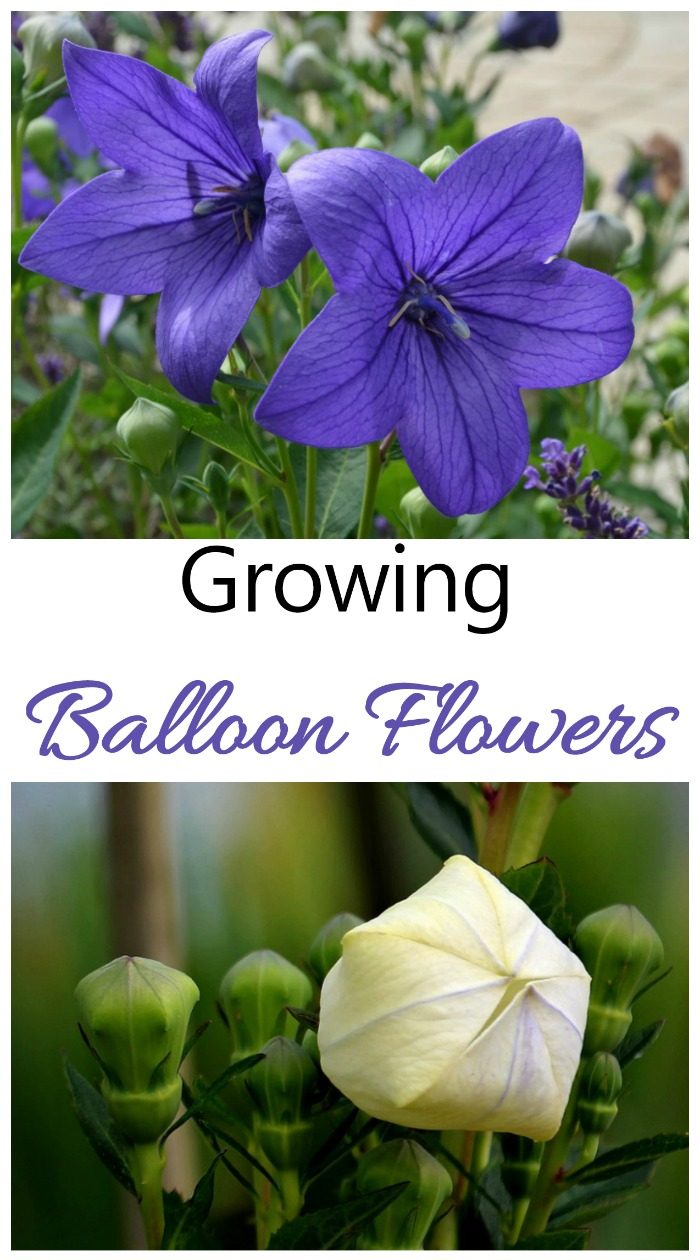 Platycodon grandiflorus is also known as Balloon flower or Chinese Bell Flower. It is easy to grow and deer resistant.