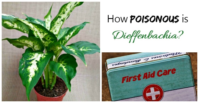 Dieffenbachia Poisoning – How Toxic is This Houseplant