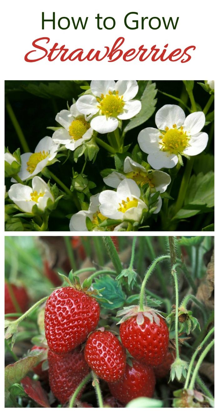 There is nothing like the taste of home grown strawberries. See tips for growing them on The Gardening Cook.