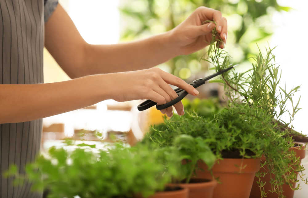 Woman cutting herbs from a kitchen garden.