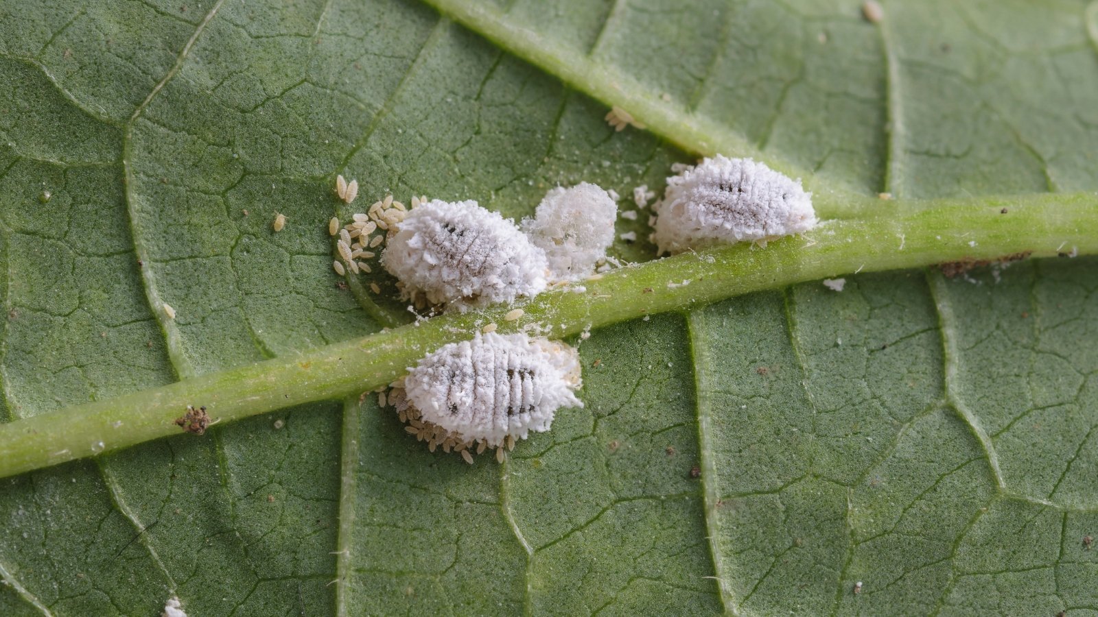 7 Houseplant Pests You Should Confirm For in December