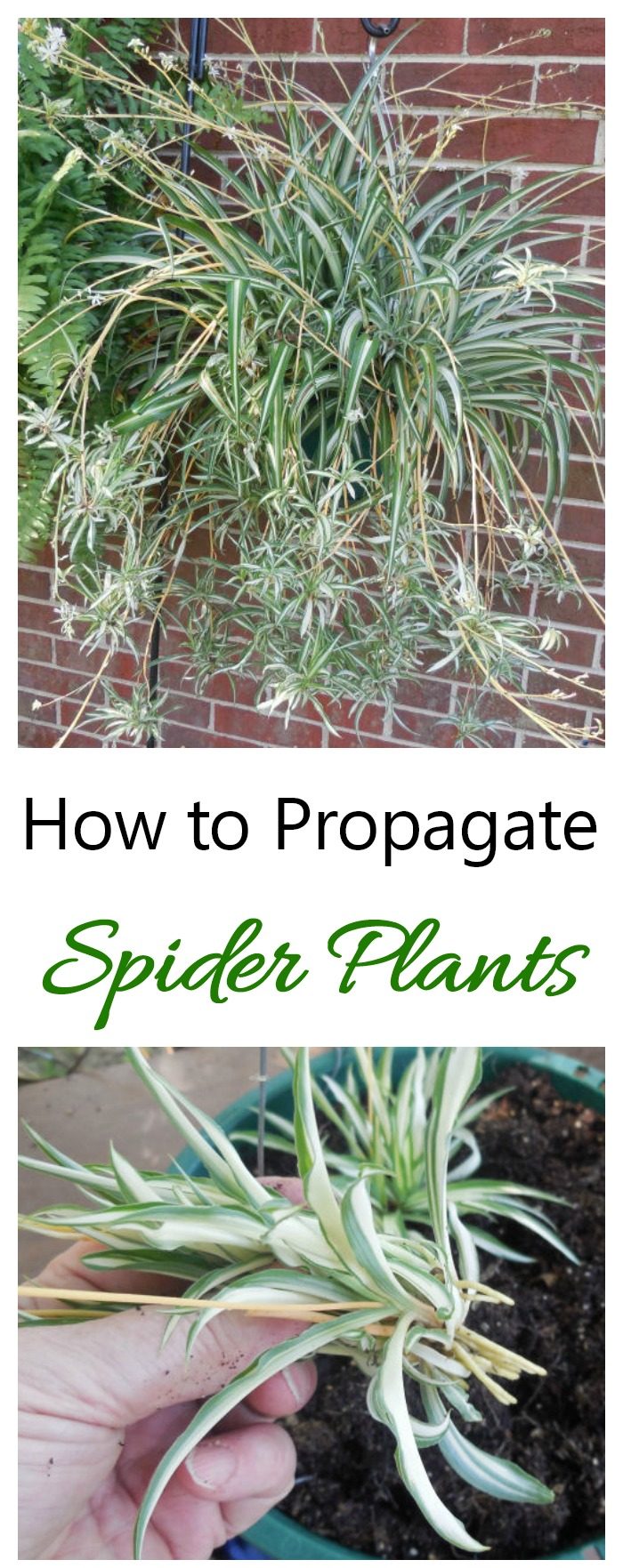 To get plants for free, learn how to propagate spider plants from their babies. It's easy to do and fun as well.