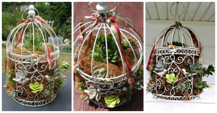 Succulent Birdcage Planter – Simple DIY Yard Enterprise