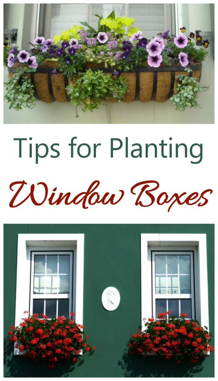 Tips for planting window boxes to add curb appeal to your home