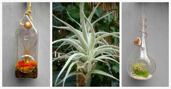 Air Plant Holders – Containers to Present Your Tillandsia Assortment