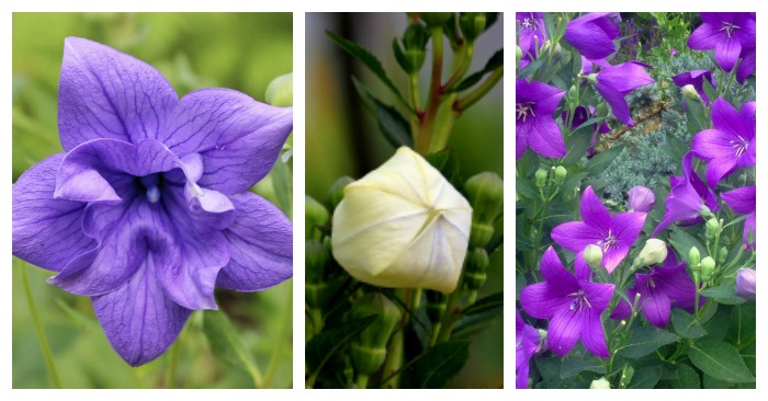 Balloon Flower – Solutions for Rising Platycodon grandiflorus