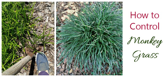 Controlling Monkey Grass – The best solution to Deal with and Get Rid of Liriope