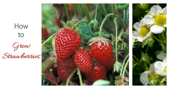 Rising Strawberries -Concepts and Strategies for Biggest Success