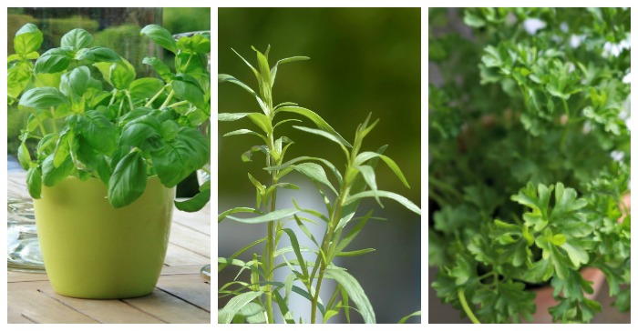 Herbs for Kitchen Gardens – My Excessive 10 Picks