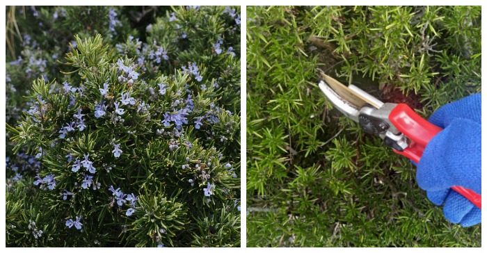 Pruning Rosemary – How and When to Prune Rosemary Crops & Bushes